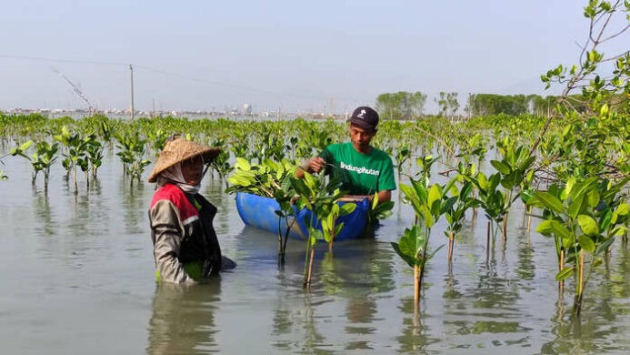 Hari Mangrove Sedunia (1) (1)