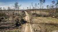 Atasi Deforestasi: Solusi Teknologi untuk Kepatuhan Perusahaan Terhadap Peraturan Bebas-Deforestasi Uni Eropa (EUDR) dari KOLTIVA