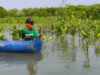 Program Mangrove Capital (LindungiHutan)