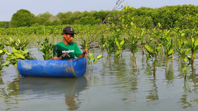 Program Mangrove Capital (LindungiHutan)