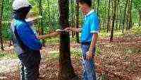 Huy Anh Rubber Co., Ltd. Gandeng KOLTIVA Penuhi Kepatuhan EUDR dan Perkuat Posisi di Pasar Uni Eropa