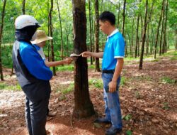 Huy Anh Rubber Co., Ltd. Gandeng KOLTIVA Penuhi Kepatuhan EUDR dan Perkuat Posisi di Pasar Uni Eropa