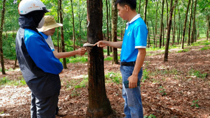 Huy Anh Rubber Co Ltd Gandeng KOLTIVA