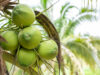 KOLTIVA Gabung Sustainable Coconut Partnership