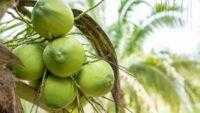 KOLTIVA Gabung Sustainable Coconut Partnership (SCP), Pimpin Langkah Inovatif untuk Industri Kelapa Berkelanjutan