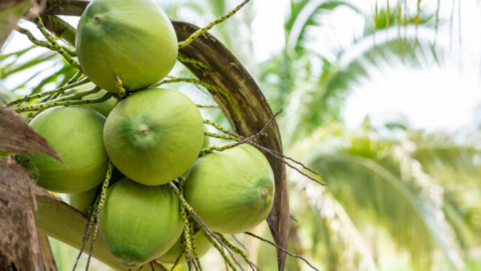 KOLTIVA Gabung Sustainable Coconut Partnership