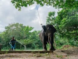 Proyek Gajahlah Way Kambas : LindungiHutan Angkat Isu Gajah Sumatera