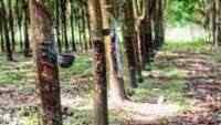 Dorong Industri Karet Berkelanjutan Bebas Deforestasi, KOLTIVA Perkuat Rantai Pasok Thailand untuk Kepatuhan EUDR