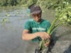 Menanam Mangrove (Sumber LindungiHutan)