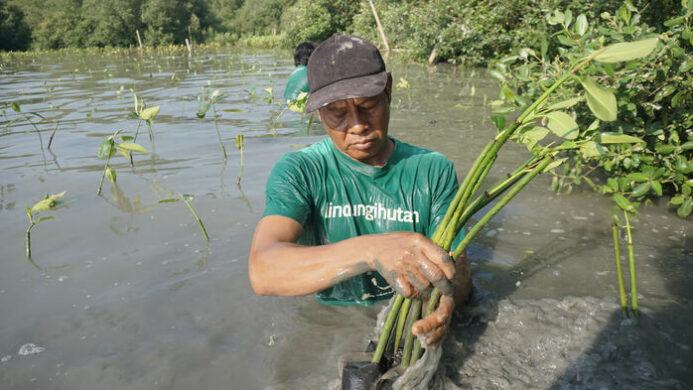 Menanam Mangrove (Sumber LindungiHutan)