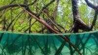 Workshop Konsultasi dan Diseminasi tentang Pengelolaan Sampah Plastik Berbasis Komunitas di Ekosistem Mangrove di Indonesia Berjalan Sukses.