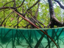 Workshop Konsultasi dan Diseminasi tentang Pengelolaan Sampah Plastik Berbasis Komunitas di Ekosistem Mangrove di Indonesia Berjalan Sukses.