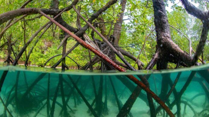 Ilustrasi Mangrove Ecosystems in Indonesia