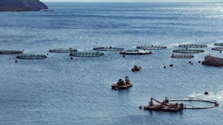 KOLTIVA Gabung Conservation Alliance for Seafood Solutions