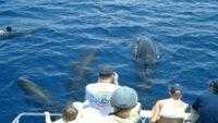 5 Aktivitas Wisata Laut Paling Seru yang Bisa Kamu Coba di Grenada