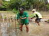 Dokumentasi Penanaman Pohon Mangrove LindungiHutan