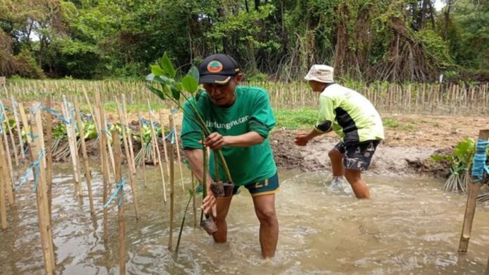 Dokumentasi Penanaman Pohon Mangrove LindungiHutan