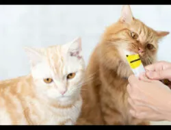 Mengapa Memilih Snack Kucing dengan Bahan 100% Ikan Asli?