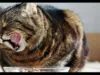 Wet Food atau Dry Food: Mana yang Lebih Unggul untuk Kucing Anda?