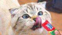 Cara Memberikan Treats Kucing yang Benar: Jangan Asal Kasih!