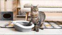 Cara Efektif Menggunakan Litter Box Kucing Jenis Terbuka di Dalam Rumah