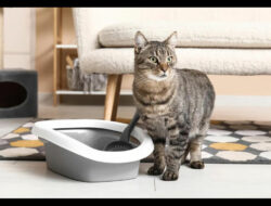 Cara Efektif Menggunakan Litter Box Kucing Jenis Terbuka di Dalam Rumah
