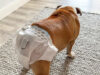 Anjing Menstruasi (1) (1)