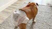 Tips Menjaga Kebersihan Rumah Saat Anjing Menstruasi