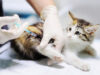 Panduan Makanan Kucing (1) (1)
