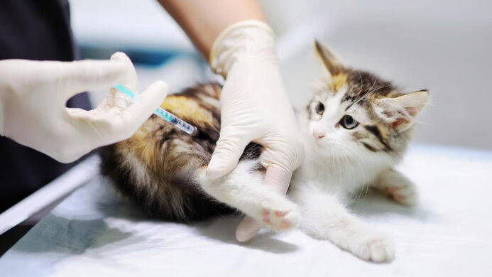 Panduan Makanan Kucing (1) (1)