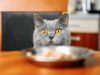 Bahaya Memberikan Makanan Manusia pada Kucing