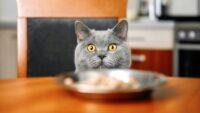 Bahaya Memberikan Makanan Manusia dan Pilihan Makanan Kucing yang Tepat