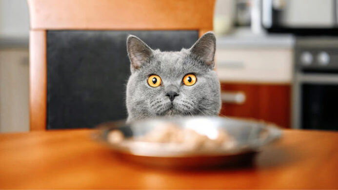 Bahaya Memberikan Makanan Manusia pada Kucing