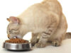 Ilustrasi Tempat Makan Kucing