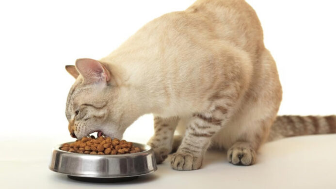 Ilustrasi Tempat Makan Kucing