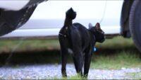 Kucing Pipis Sembarangan di Rumah Jadi Tanda Kucing Birahi