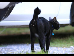 Kucing Pipis Sembarangan di Rumah Jadi Tanda Kucing Birahi