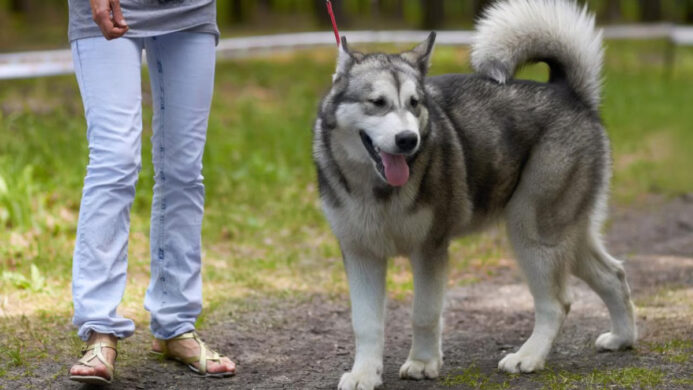 Rekomendasi Taman Kota Pet Friendly