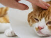 Unicharm Pet Indonesia