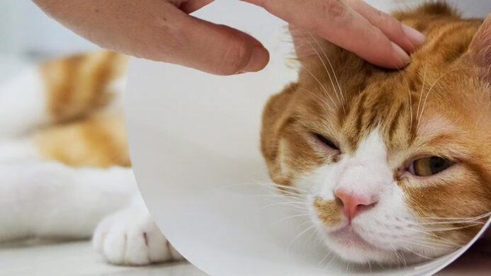 Unicharm Pet Indonesia