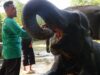 Habitat Gajah di Way Kambas