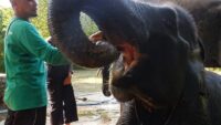 Menjaga Habitat Gajah Sumatera, LindungiHutan Hijaukan Taman Nasional Way Kambas