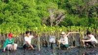 Carbon Offset Diuji Relevansinya, Ini Tanggapan Para Ahli