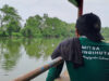 Upaya LindungiHutan Rehabilitasi Mangrove di Kota Pesisir