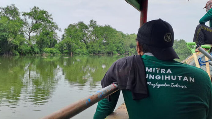 Upaya LindungiHutan Rehabilitasi Mangrove di Kota Pesisir