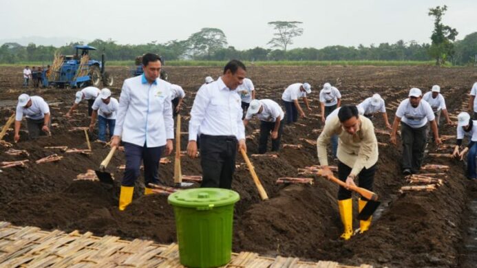 Gibran Tinjau Panen Raya Tebu