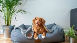 Cari Tahu Persiapan Adopsi Anjing di Rumah untuk Pemula