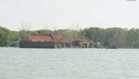 Desa Bedono Tenggelam, Petani Ini Terus Menanam Mangrove untuk Bertahan