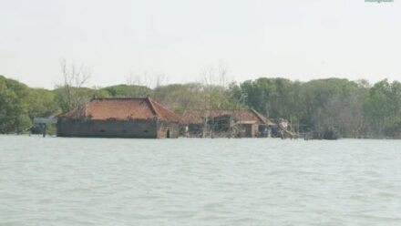 Desa Bedono Tenggelam, Petani Ini Terus Menanam Mangrove untuk Bertahan