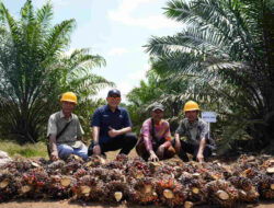 Panen Perdana Sawit PalmCo Tembus 2,5 Tahun, TM1 Bisa 18 Ton?